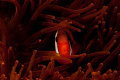   Anemone Fish Red  